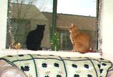 What is that bird?  And can I eat it?